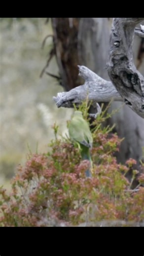 Elegant Parrot Neophema elegans Western Australia, Australia 🇦🇺 | North Africa Parrot Services