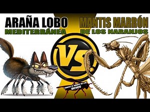 BROWN MANTIS VS WOLF SPIDER - COMMENTARY