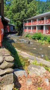 484K views · 10K reactions | Little bear at Zoder’s Inn #Zoders #zodersinn #blackbear #blackbearcub #Gatlinburg #gatlinburgtennessee #gatlinburghotel #gatlinburgtn | Zoder's Inn | Facebook