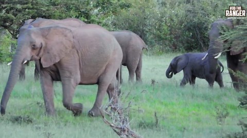 Incredible Elephant Herd Emerges At Dawn
