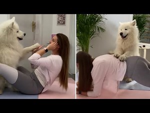 Samoyed proves to be the best personal trainer ever