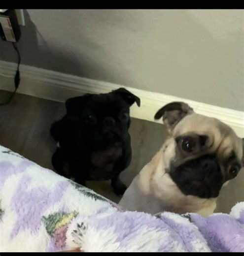 This is right after I feed them and I try to eat my breakfast🥹😅 Do pugs ever get full? #PeggyandPhoenix #Dogsoftiktok #Pugsoftiktok #PetsOfTikTok #Pugtok