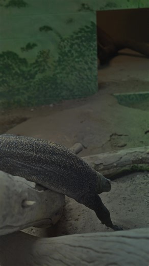 Celebrate Jojo the Komodo Dragon's 13th Birthday
