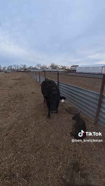 Sweet lil thang #cows #western #ranching #entertaining #cowboy | cows