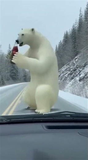Coca Cola Polar Bear Blocks Traffic… Then Starts Dancing ! 🐻🕺