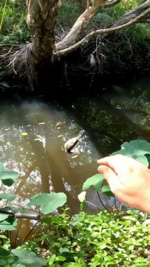 Spangled Perch Eats Like A Bass #fishing #shorts