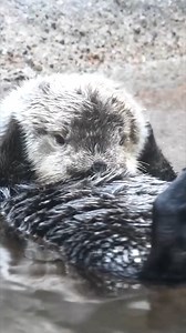 5.9K views · 304 reactions | Adorable photos of Libby over the years! 簾 Libby was found abandoned in the wild at just 24 hours old. The rescued otter arrived at her ‘fur’ever home, Point Defiance Zoo, as a fluffy six-month-old pup. Libby is the smallest of our three rescued Southern sea otters, but that has never stopped her from hanging around her otter pals, Clara and Moea, for a swim or a snuggle.  #SeaOtterAwarenessWeek | Point Defiance Zoo & Aquarium | Facebook