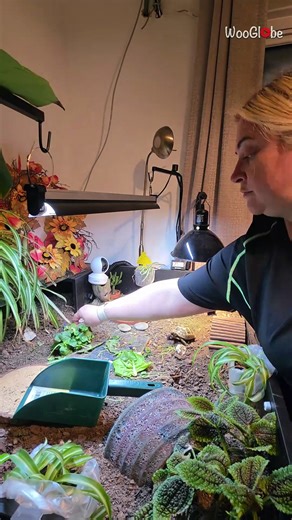 Satisfying time lapse of a girl restoring a clean enclosure for her tortoise