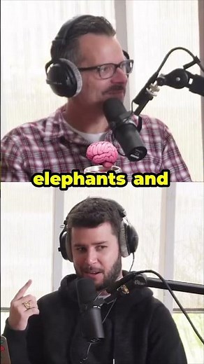 Mind Blown Moment: How do elephants *really* see humans? 🐘🤯