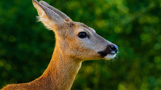 Graceful deer captured in a calm and natural setting