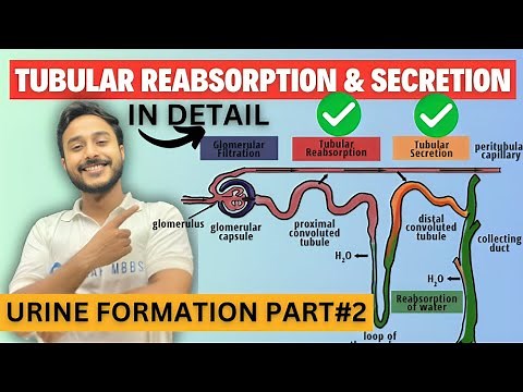 urine formation physiology | tubular reabsorption physiology | tubular secretion urine formation