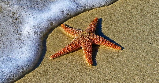 Comment les étoiles de mer se déplacent-elles sur les fonds marins ?