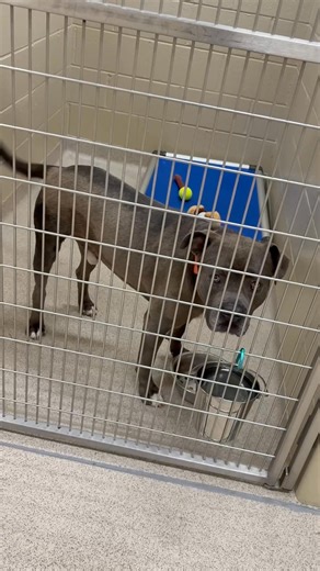 We have lots and lots of dogs and they spend a lot of time alone in their kennels. We really need stuffy plushy squeaky toys. They love them! Sometimes they don’t last very long but even then….it gives a dog something to do. If you would like to buy a pound pup a toy you can shop on the wishlists that are on the Friends Of Fido MCDP website or you can drop them off at the pound! Thank you so much. Mahoning County Dog Warden 1230 N Meridian Rd Youngstown , Ohio 44509 https://www.friendsoffidomaho