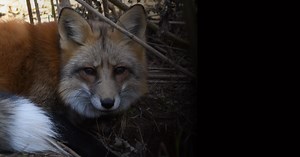 Join Our Wild Family