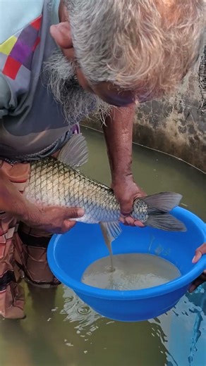 Amazing Big Grass Carp Fish Breeding Process #shorts #fish
