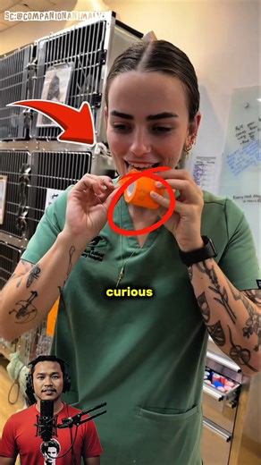 The Bandage That Stops Pets From Biting Their Wounds‼️😱😭