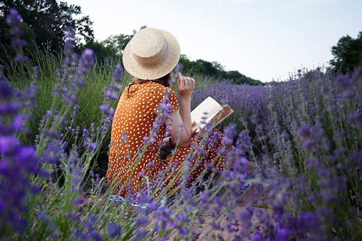 How to explore the lavender fields of France (and things to do when they're not in bloom)