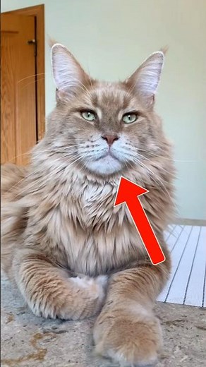 Top 5 Fastest Cats Alive 🐆⚡ Faster Than Your WiFi!#FastestCats #CatShorts #WildCats #AnimalFacts