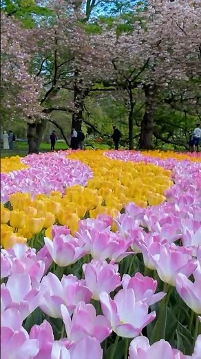 Keukenhof Tulips in Full Bloom 🌷