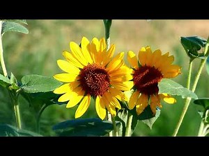 Helianthus annuus, Common Sunflower - Best Flower in the World ! Prettiest Flower in the world
