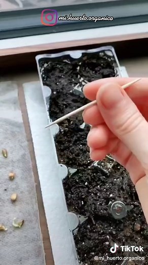 Cómo Germinar Semillas de Limón en Casa - Tutorial Paso a Paso