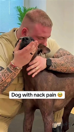 Tierchiropraktik für Hunde: Ein ganzheitlicher Ansatz