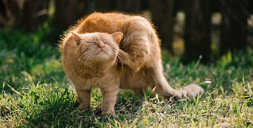 Common Skin Problems in Cats: Causes and Treatments - Cats.com