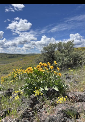 Embrace Spring with Sunshine and 90s Country Music