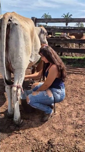 "How Milk Is Collected from a Cow 🐄 | Real Farm Life Milking Process | Satisfying Dairy Video" #cow