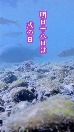 【明日4月18日は戌の日】安産祈願のご案内｜熊本・浮島神社 #癒し #戌の日 #安産 #安産祈願 #神社巡り #熊本観光 #浮島神社