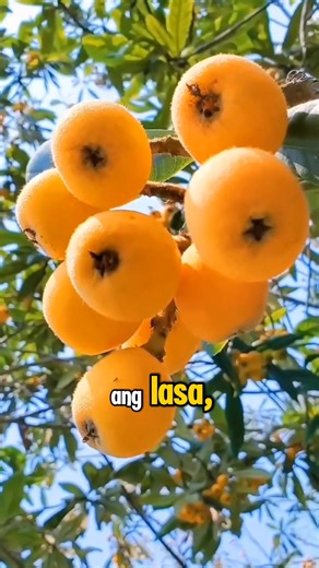 Ang Loquat o tinatawag ding Japanese plum ay isang maliit na prutas na kulay dilaw hanggang kahel na may matamis-asim na lasa. Punô ito ng bitamina A, C, at antioxidants na maganda para sa kalusugan. Puwede itong kainin nang sariwa, gawing jam, juice, o dessert. Isa itong exotic fruit na bihirang makita dito sa Pilipinas kaya’t siguradong kakaiba at espesyal kapag natikman mo. 🌿🍑✨ #Loquat #ExoticFruit #HealthyLifestyle #PrutasSaPilipinas #MatamisAsim #JapanesePlum #FruitLovers #OrganicFruits #