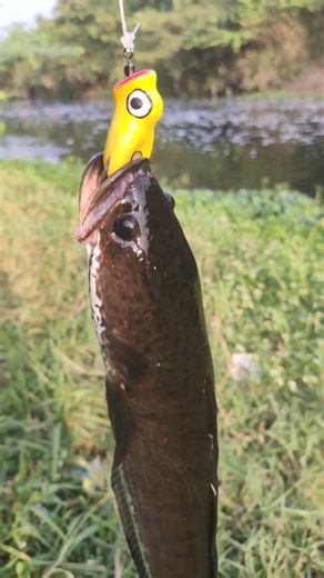 handmade honeypop frog lure bait small catch today