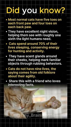 Your Cat’s Front Paws Have a Secret