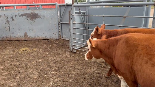 1.9K views · 17 reactions | Check out these Mini's consigned by Ann Abbott, for October 7th. Auction is scheduled to start at Noon with weigh cattle, then on to chickens, rabbits, donkeys, pigs, sheep& goats. Reminder the cafe is OPEN and will be serving Hamburgers & Cheeseburgers  | Alma Livestock Auction LLC | Facebook