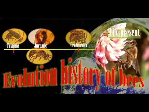 Evolution history of bees