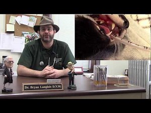 Pet Health Tip of the Day:Cat Tooth Resorptive Lesions