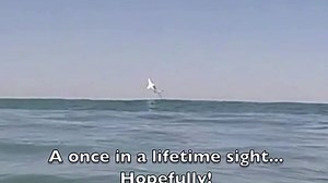 Surfer video shows great white shark jumping out of ocean