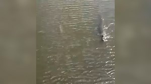 Video Shows Alligator and Bull Shark Swimming Side-By-Side in Indian River Lagoon