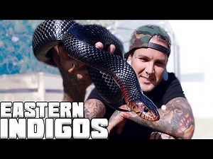My Eastern Indigo Snake is growing so FAST!! | Tyler Nolan