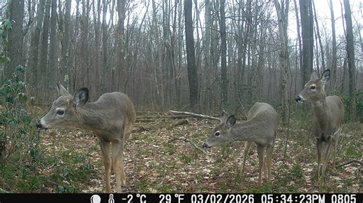 New CWD rules regulate disposal of deer, new no feeding deer areas