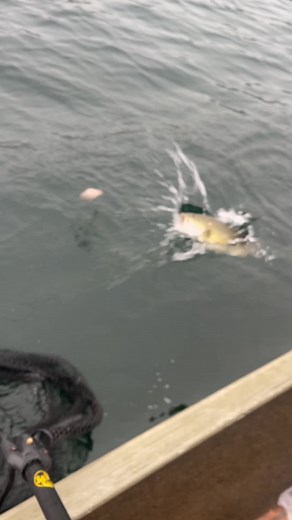 justintofishing on TikTok