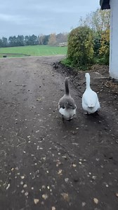 En dejlig dag. . De lover koldere vejr mod weekenden men Gåse og Gase har masser dun og fedt, så de kan nemt holde varmen. ￼De blev puttet i seng-inden jeg tog i skoven med hesten fordi jeg vidste det ville være bulder mørk når jeg kom hjem og så bliver de så ulykkelige. . det pudsige er at det er ikke noget problem at stå op i tusmørket😅😅så tidligt op og tidligt i seng så er de bedst tilpas | Team WHY