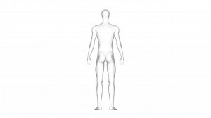 Man, Male Human Body, 3D Wireframe Model, Seamless | Premium Stock Video Footage