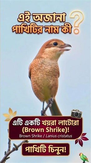 Tiny Bird Chirping Sweetly on a Thin Branch 🐦🌿 | Relaxing Nature Sound #Shorts