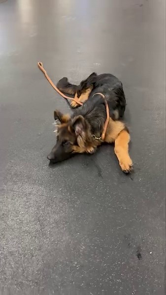 69K views · 6.3K reactions | Shadow is doing so well with his training | Camelot K9 Academy, Dog Training and Boarding Facility | Facebook