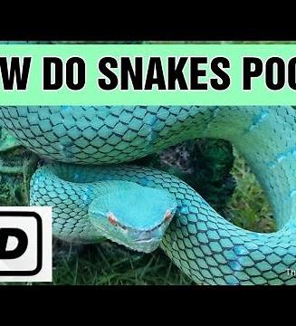 HOW DO SNAKES POOP WHILE HANGING ON TO SOMETHING WARNING SOME MAY FIND IT DISGUSTING TO WATCH