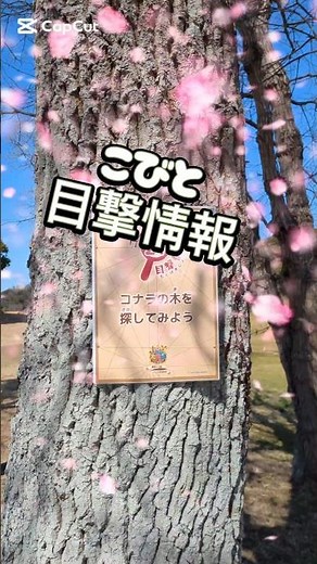 [Kobito Zukan] Let's look for a sawtooth oak tree! ⭐ Great Kobito discovery! ⭐ #shorts