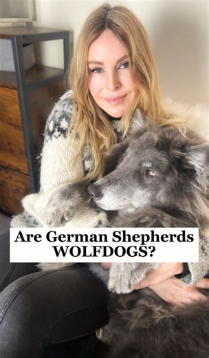 I’ve been asked this question so many times over the years I’ve worked with wolves, wolfdogs, and German Shepherds. Are German Shepherds actually wolfdogs in disguise? Some people genuinely believe the German Shepherd still carries up to 20% modern grey wolf DNA — that the name was changed, the history rewritten, and the wolf quietly hidden. So I decided to do something properly. I’ve gone on a genetic deep dive — looking at real DNA data, breeding history, and the science behind how this breed 