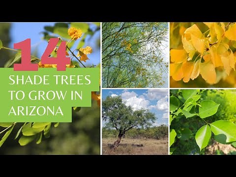 14 Shade Trees to Grow in Arizona
