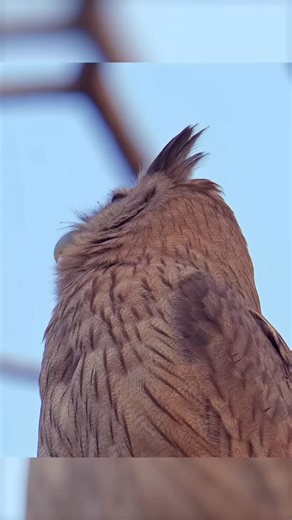 THE STARE ~ Dusky Eagle Owl #duskyeagleowl #birds #amanwilson #owl #earthcapture | Aman Wilson Photography